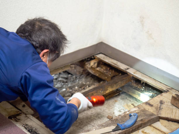 Best Toxic Mold Removal  in Price, UT