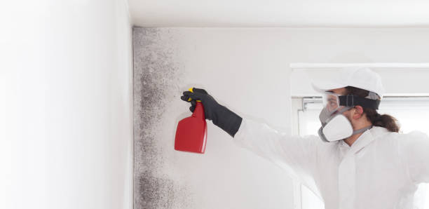 Attic Mold Removal in Price, UT