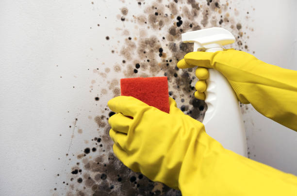Mold Removal Process in Price, UT